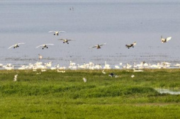 鄱陽湖頻現珍稀鳥種