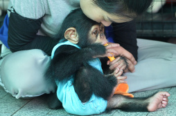 在泰国动物园体验“动物保姆”生活