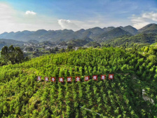 重庆巫溪探索现代山地特色高效农业发展路径