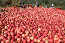 多地苹果低价滞销：拿什么拯救果农？