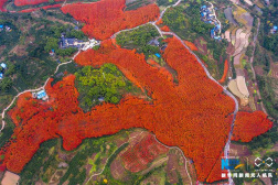 入冬的寒流吹红了重庆那片红枫林