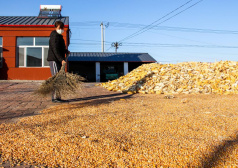一个县增产4.7亿斤 解开玉米高效增产的“密码”——内蒙古开鲁县秋收见闻